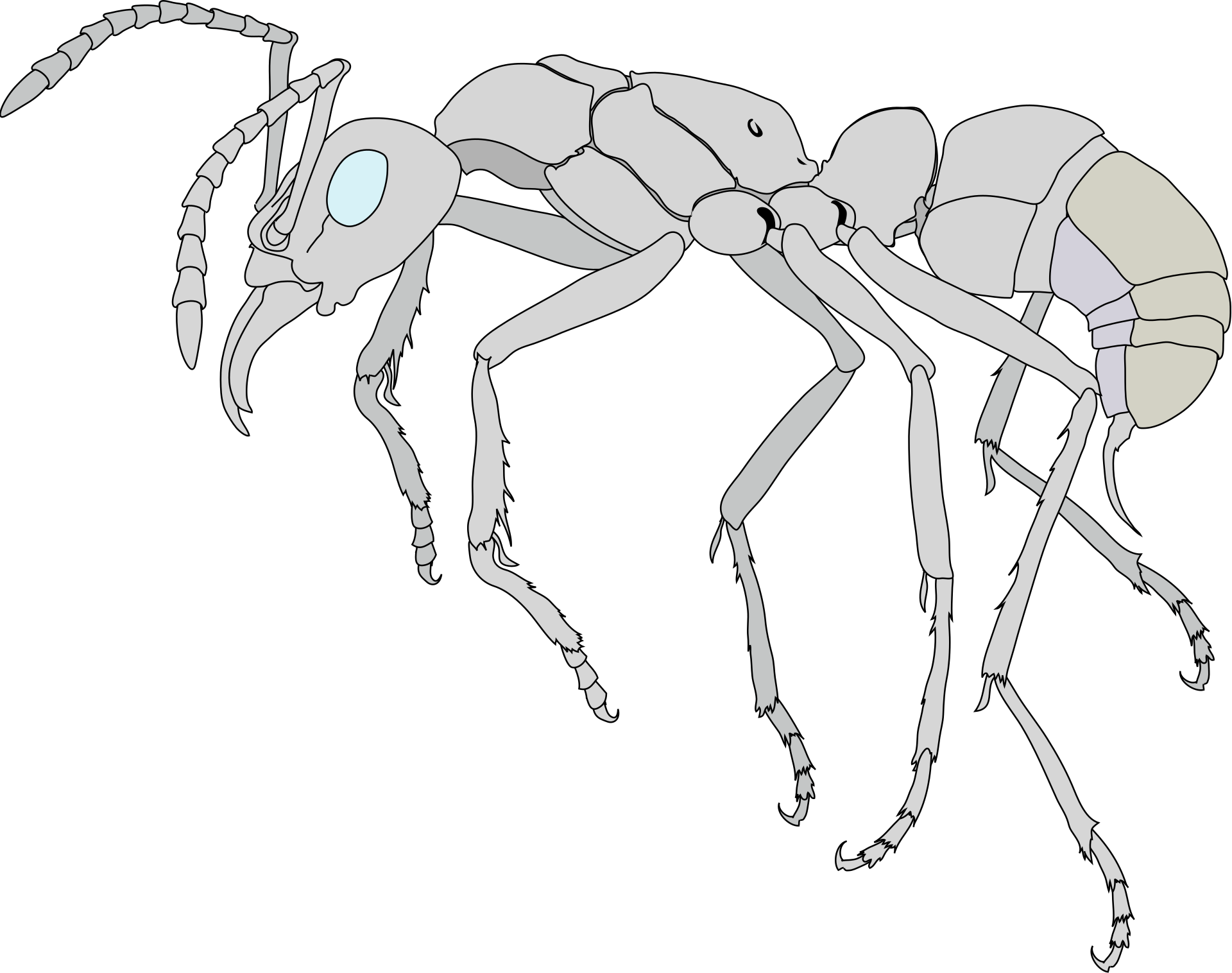 Scientific illustration of a worker ant in profile with six legs, elbowed antennae, jaws, mesosoma, a narrow waist and gaster