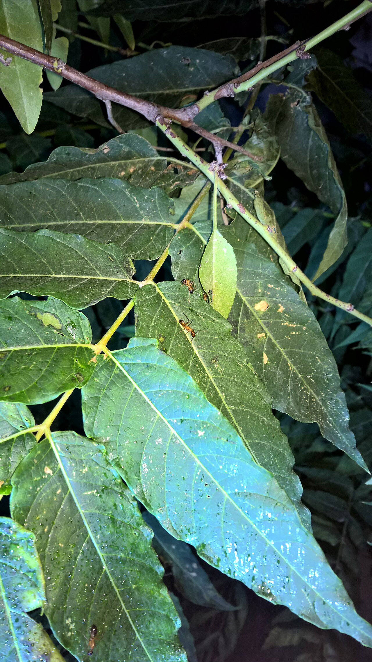 Ants collecting sugary honeydew among aphids on a green stem
