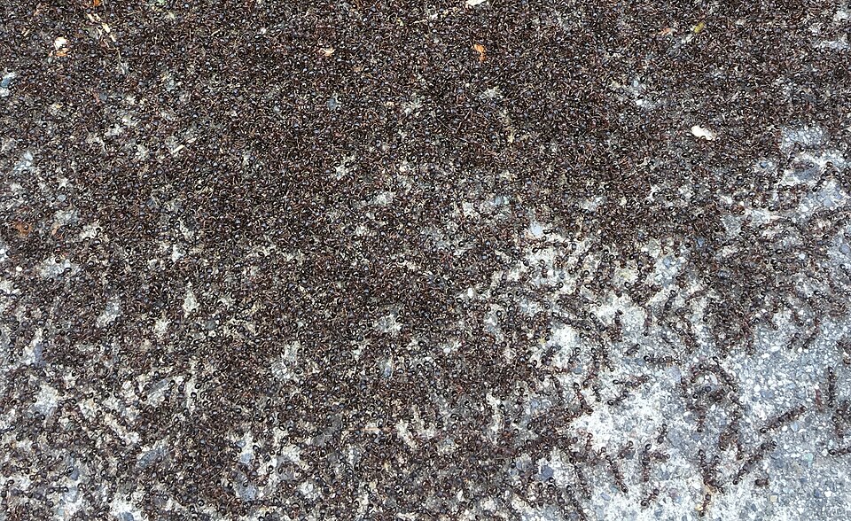 Hundreds of pavement ants engaged in a dense territorial battle on a sidewalk