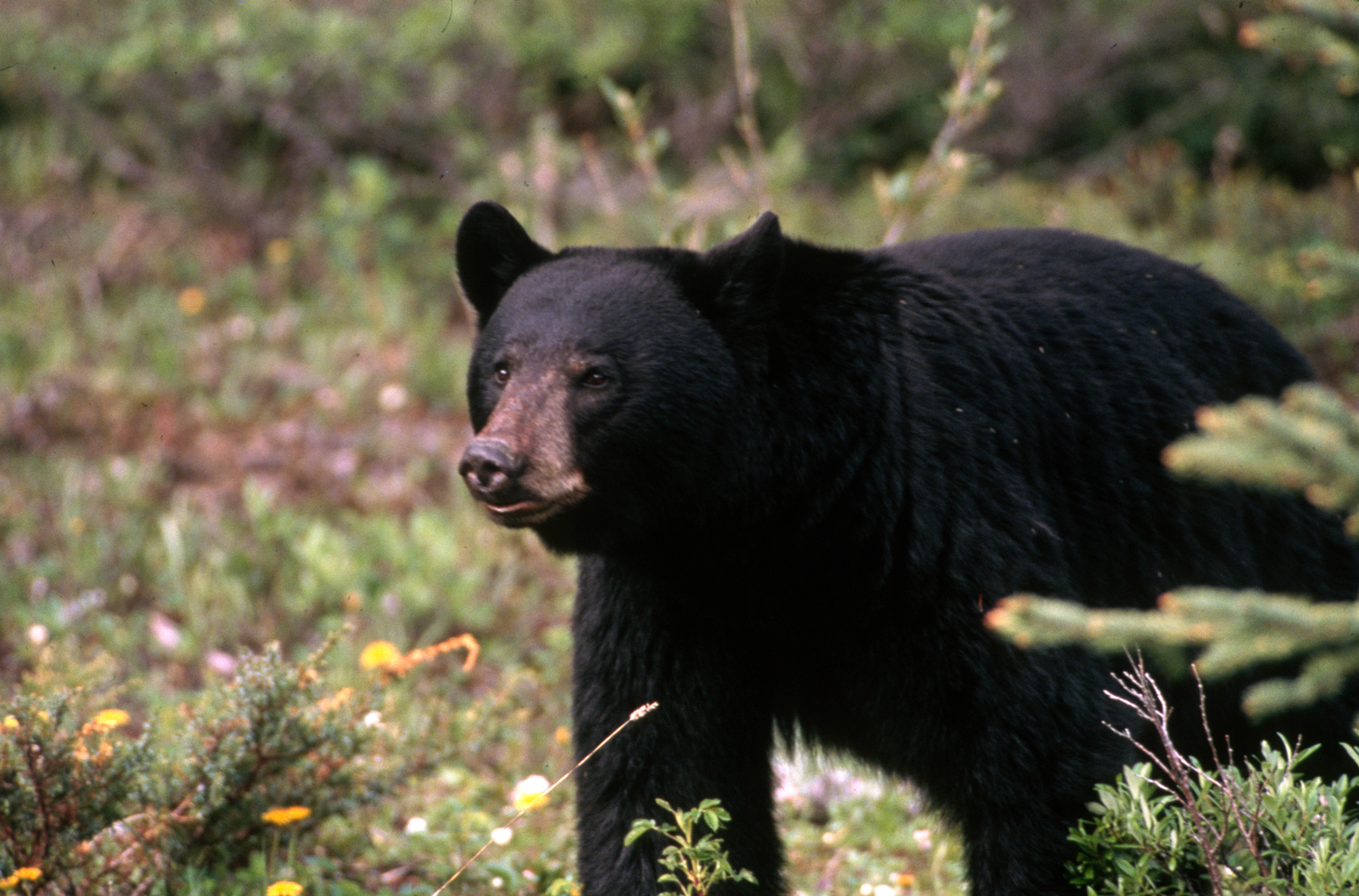 An American black bear standing in a forest