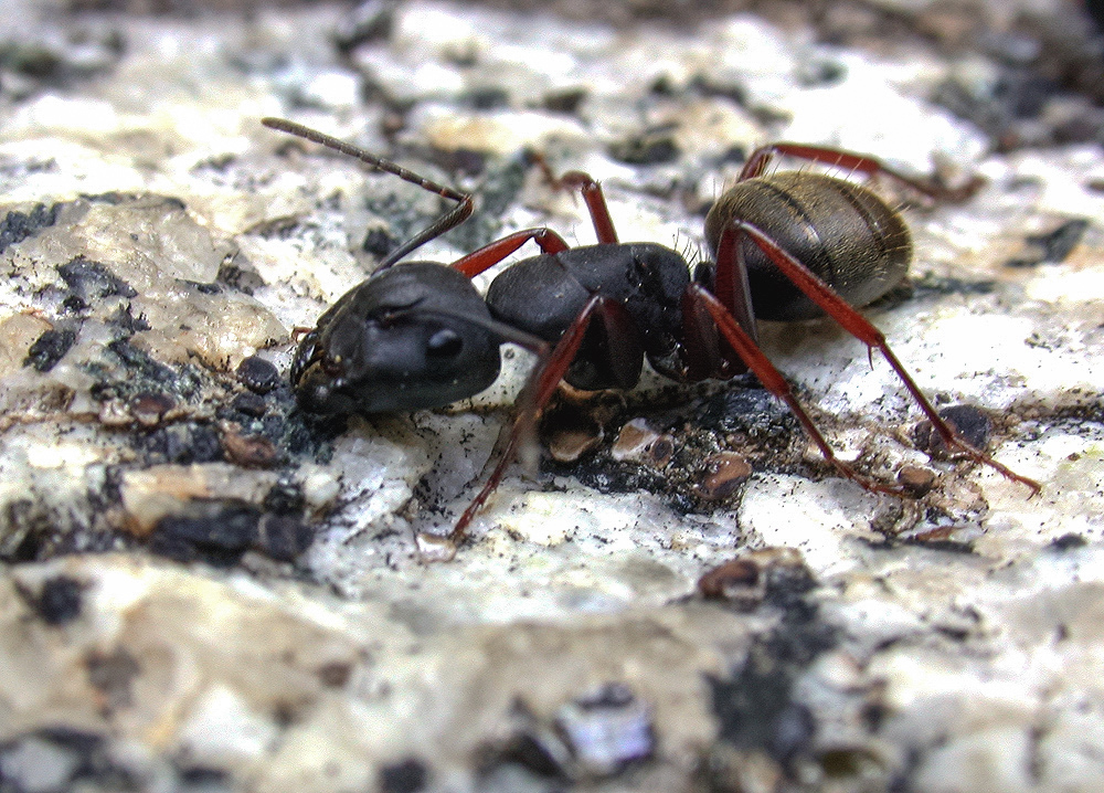 Western black carpenter ant on the ground