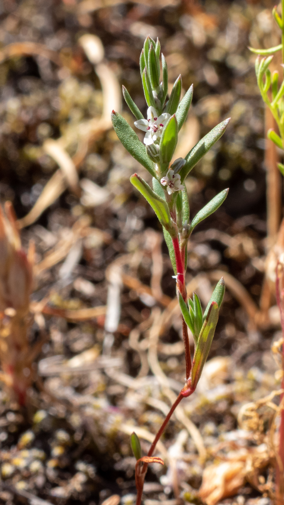 Flower detail of Cascade knotweed, Polygonum cascadense