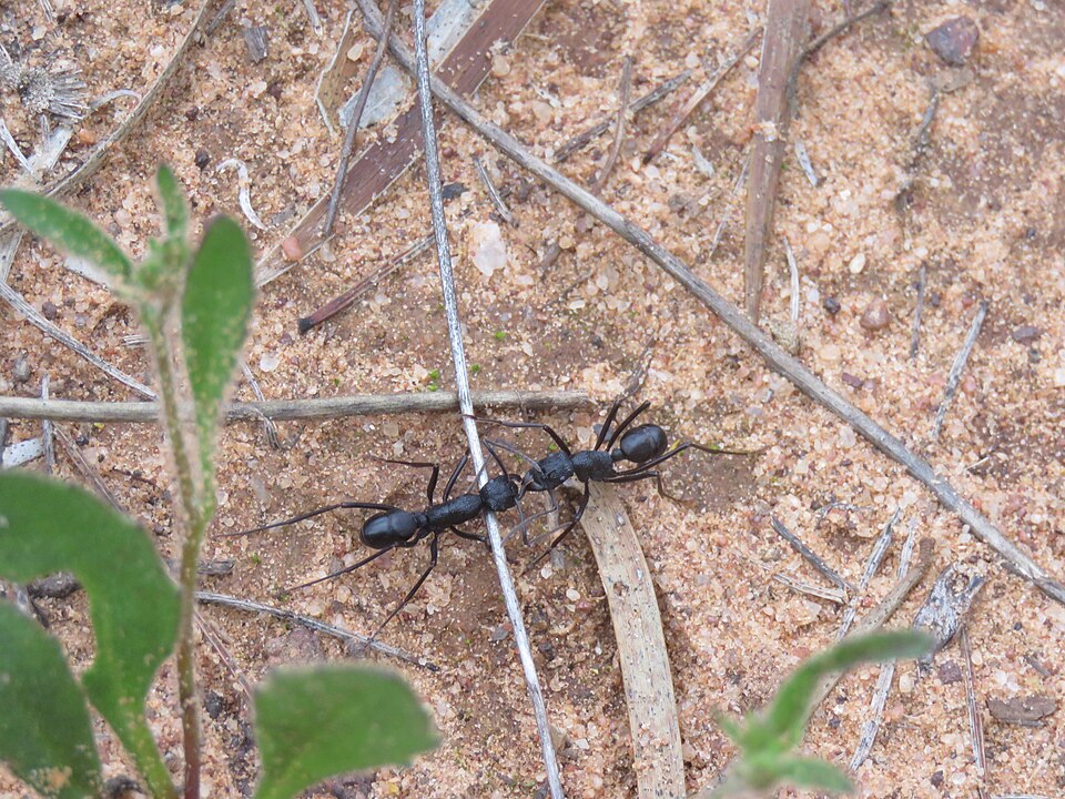 Two large black ants facing one another in close combat on sandy ground