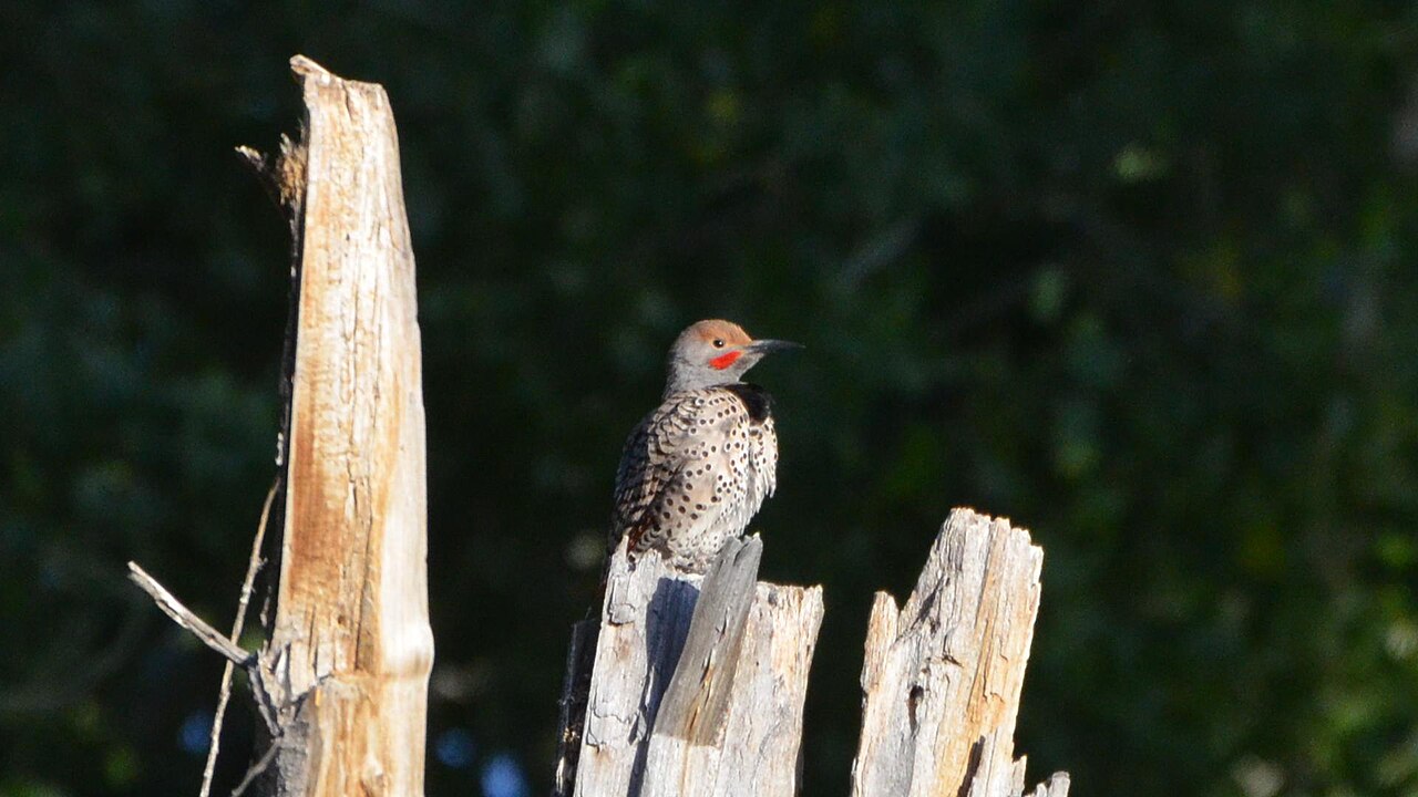 Red-shafted Northern Flicker perched on weathered wood