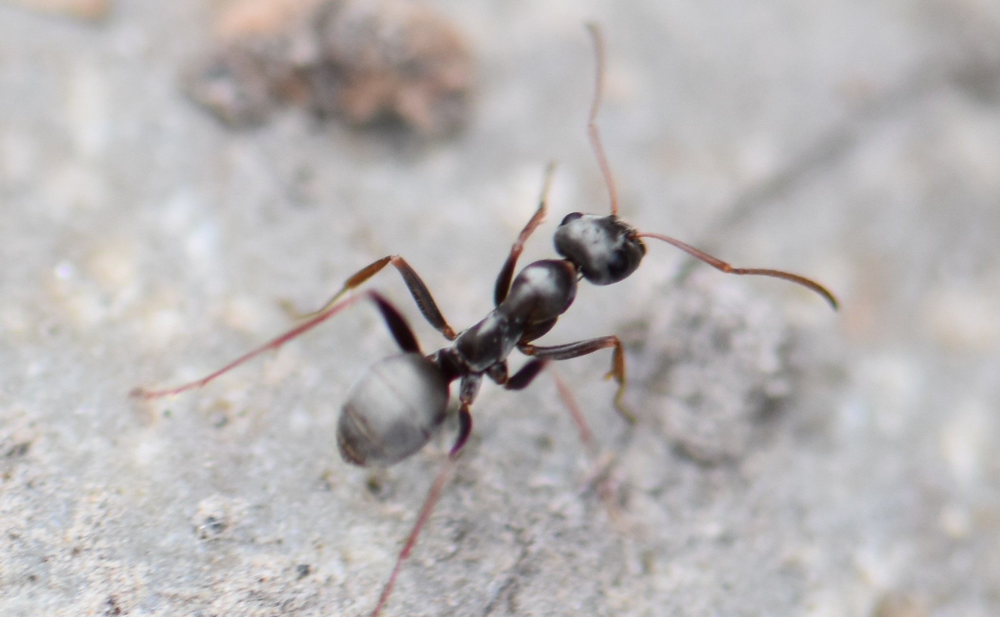 Living Formica argentea worker, photographed in Saskatoon, Canada
