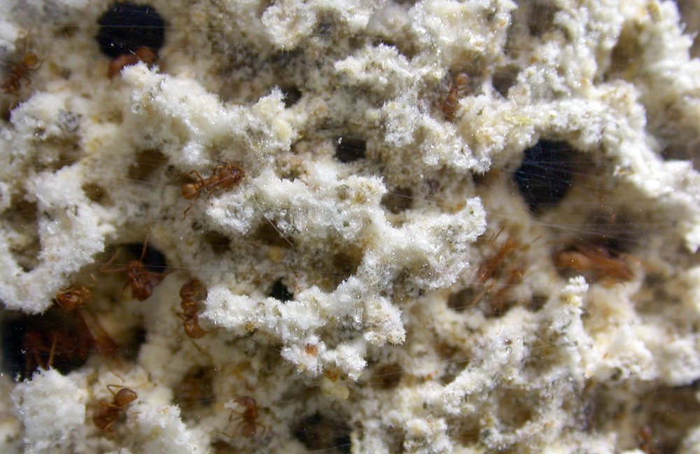 Atta laevigata workers walking across a pale, porous cultivated fungus garden