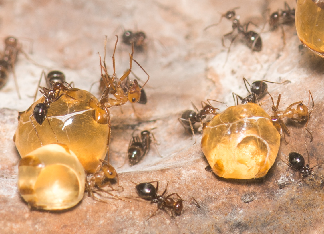 Honeypot ant repletes hanging with swollen gasters