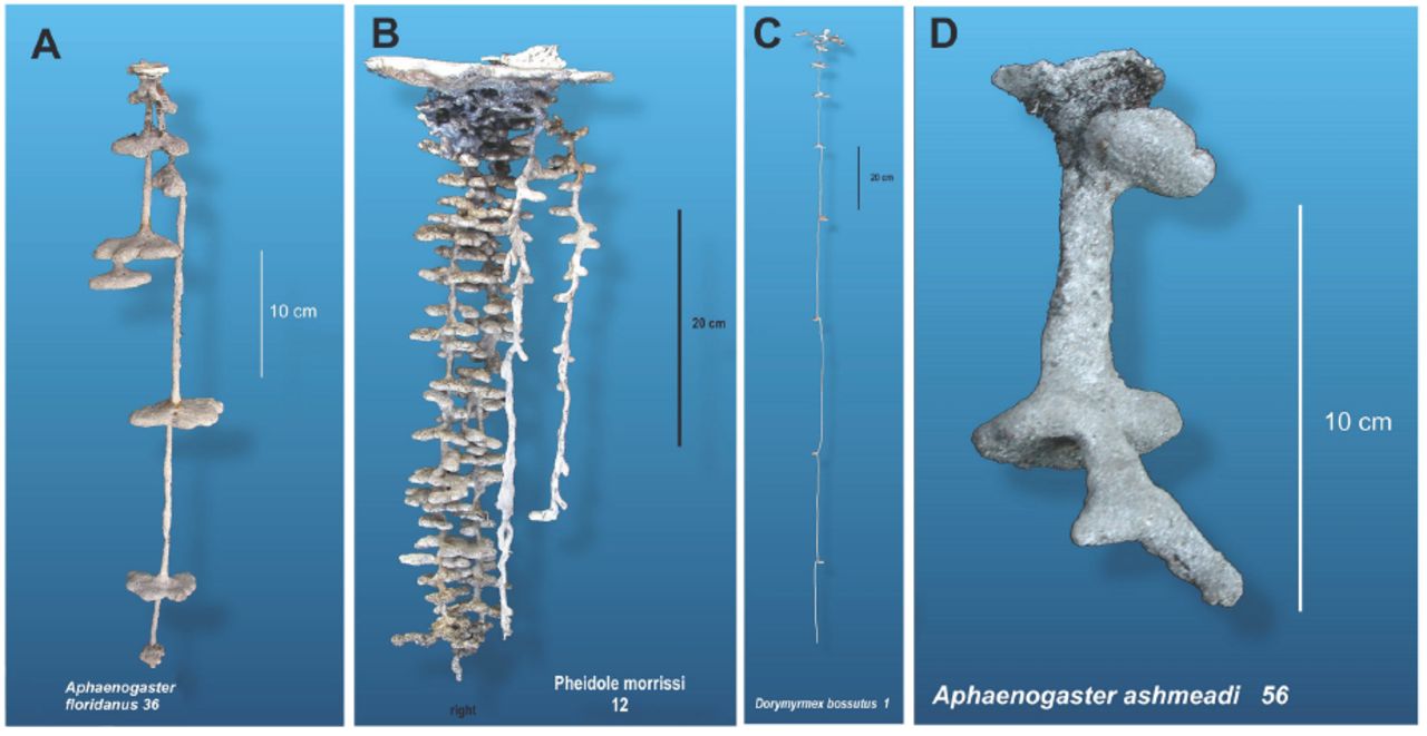 Four real underground ant-nest casts show shafts and chambers in different configurations, with scale bars
