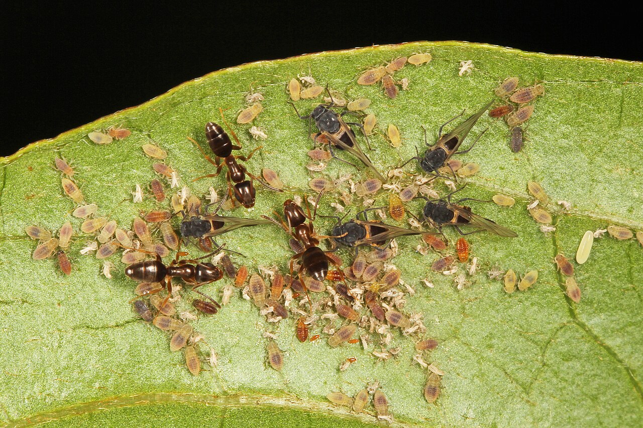 Living odorous house ants among aphids on a leaf