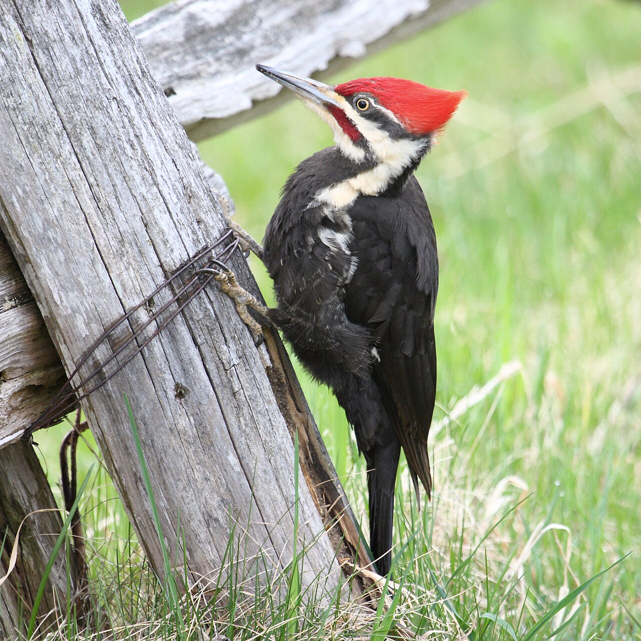 A male Pileated Woodpecker perched against a tree trunk