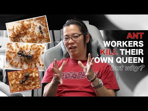 Preview of the Kyushu University film about a parasitic ant queen taking over a colony