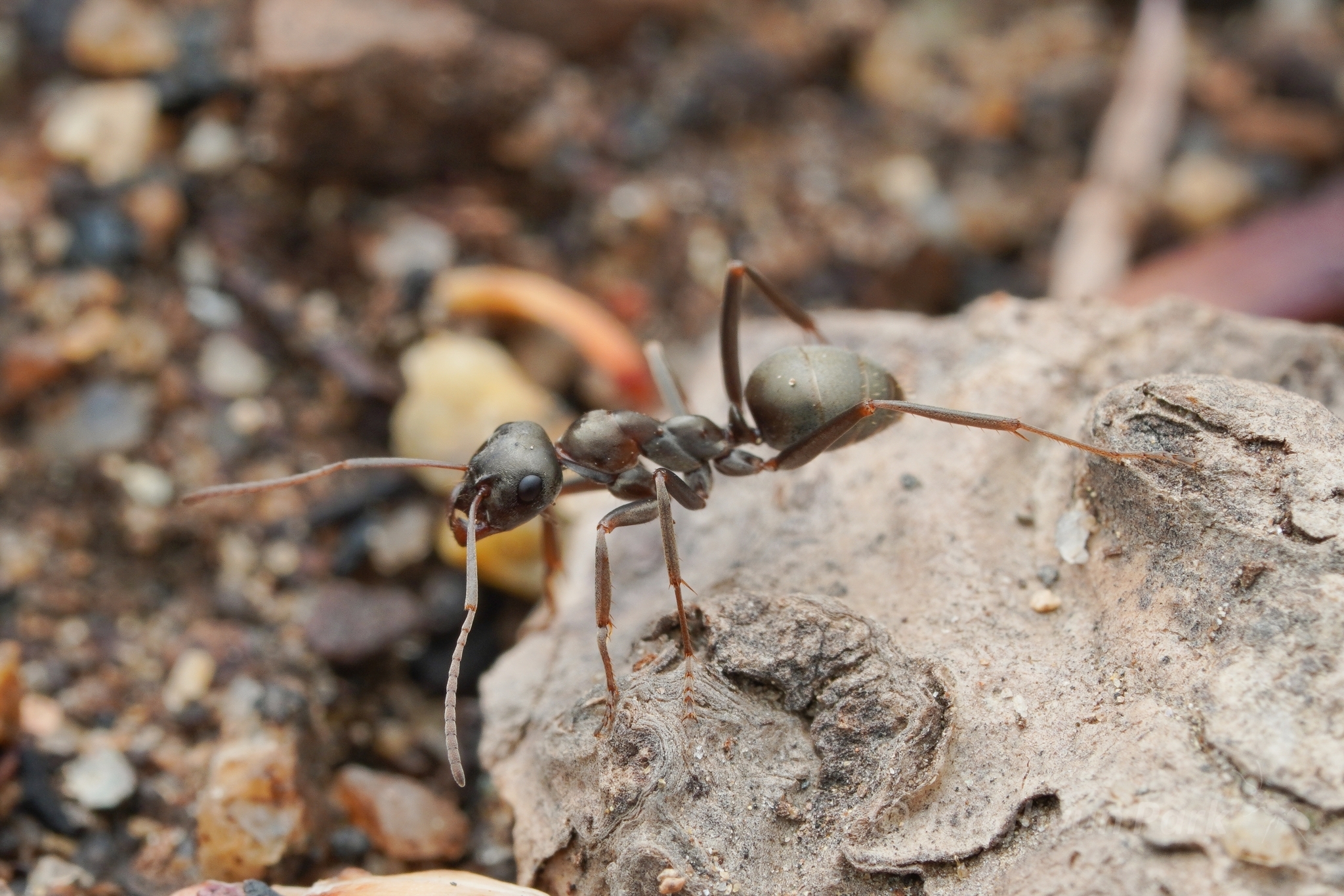 A living Formica sibylla worker on forest-floor wood