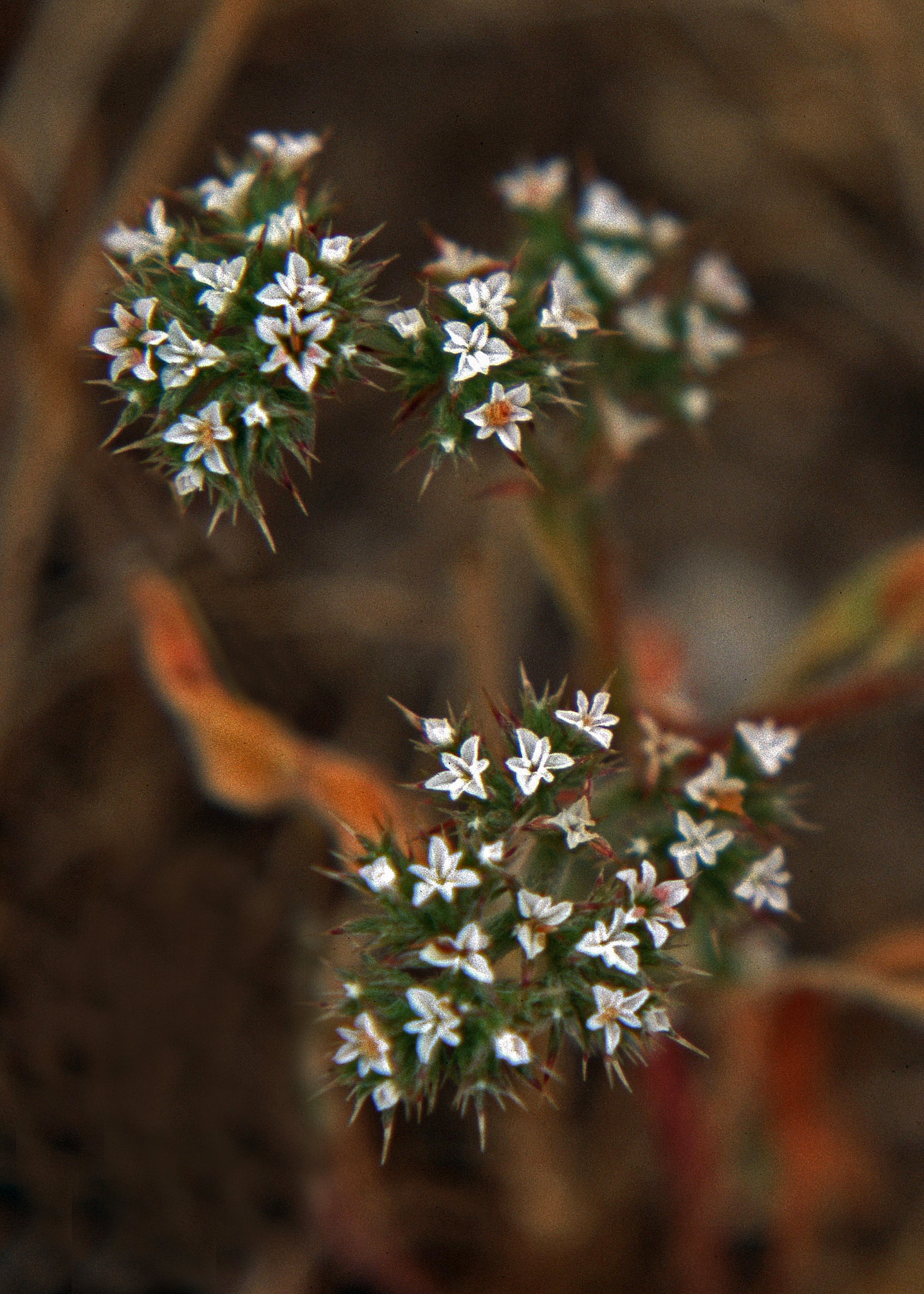 Flower detail of San Fernando Valley spineflower