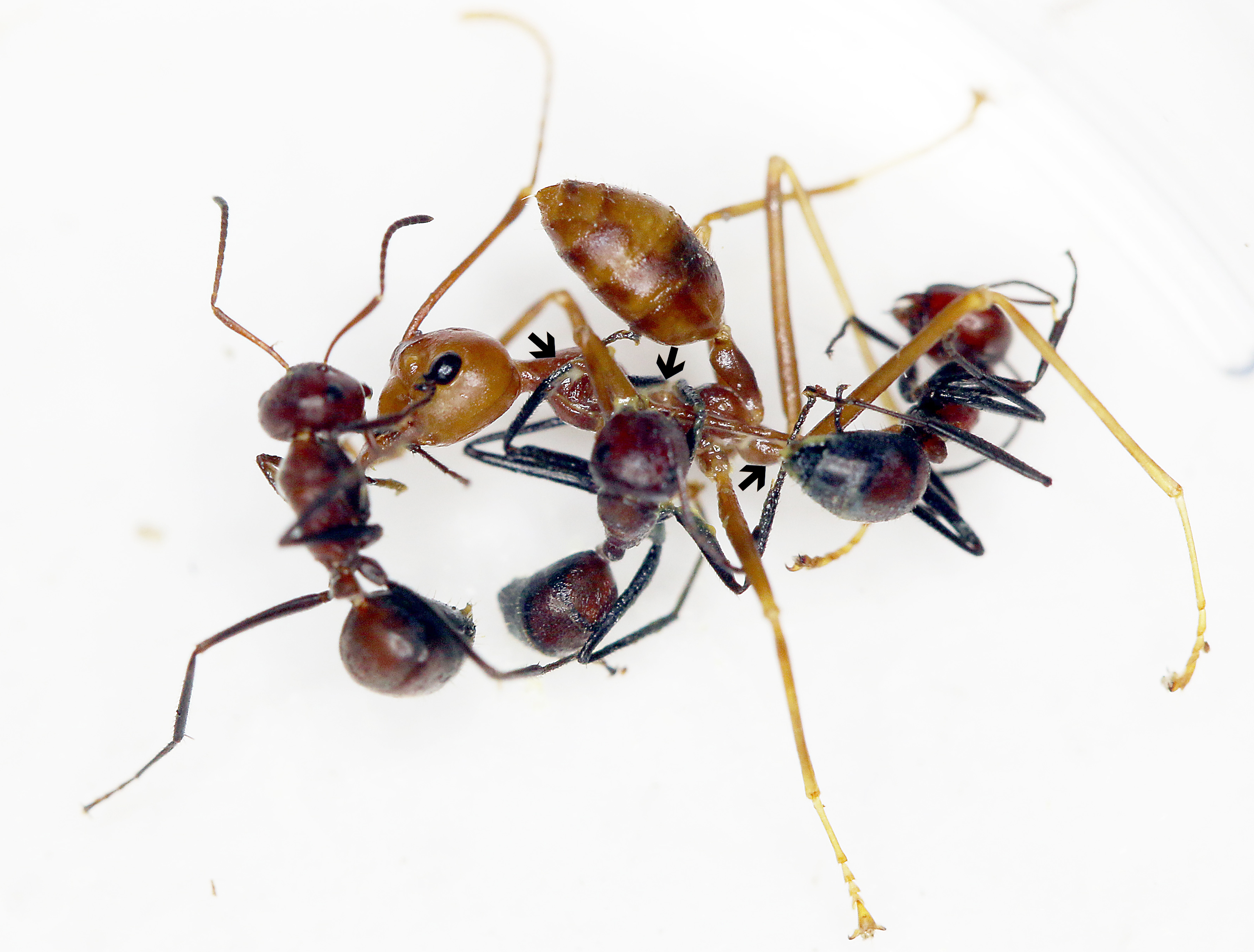 Three Colobopsis explodens workers entangled with a larger Oecophylla smaragdina ant; enlarged central detail includes the source’s black arrows marking yellow secretion