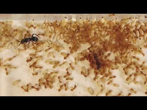 Host workers reacting after the resident queen has been sprayed