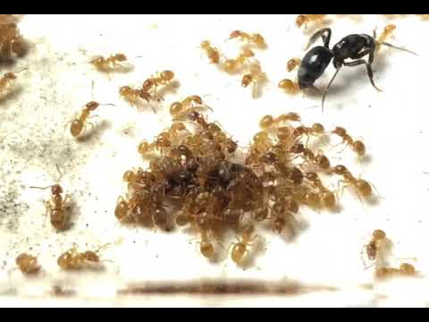 Parasitic queen approaching and spraying the host queen
