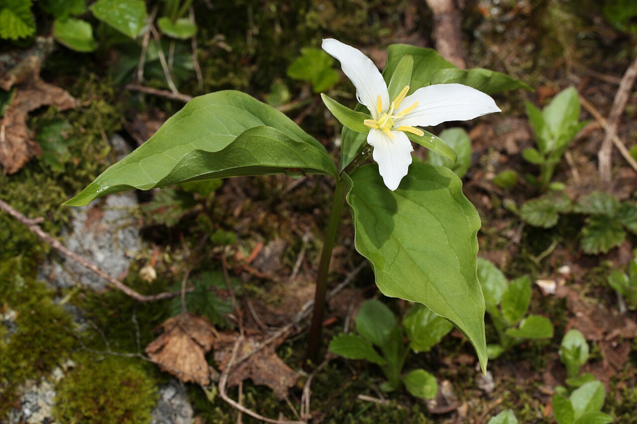 White three-petaled western trillium flower