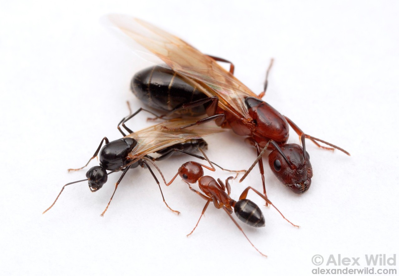 Three living Camponotus discolor: small black winged male at left, large red-and-black winged queen at upper right, and smaller wingless worker at bottom