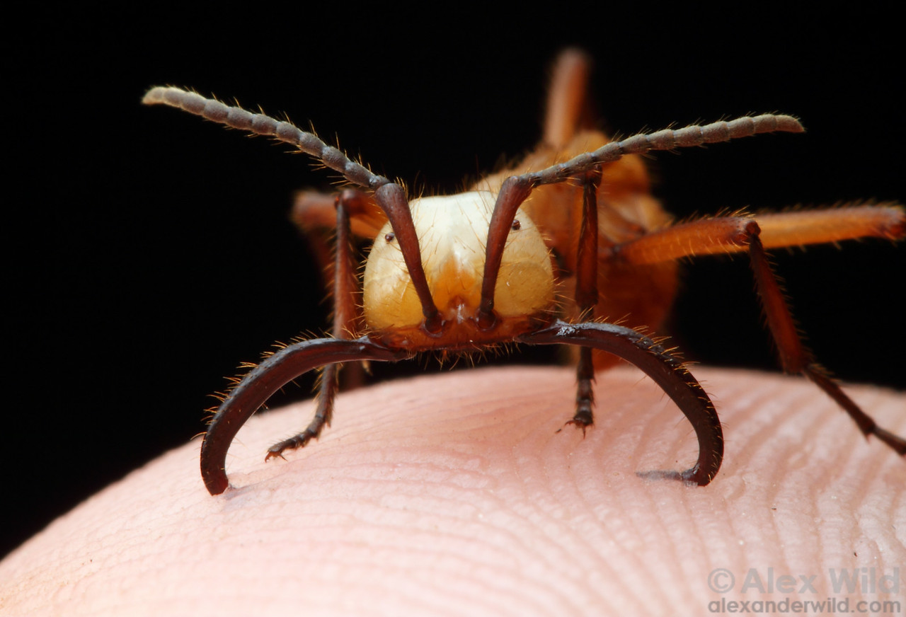 Eciton hamatum soldier gripping the photographer’s skin with its hooked mandibles