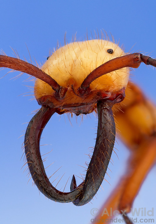 Living army-ant soldier facing the camera, showing its pale head and long hooked mandibles