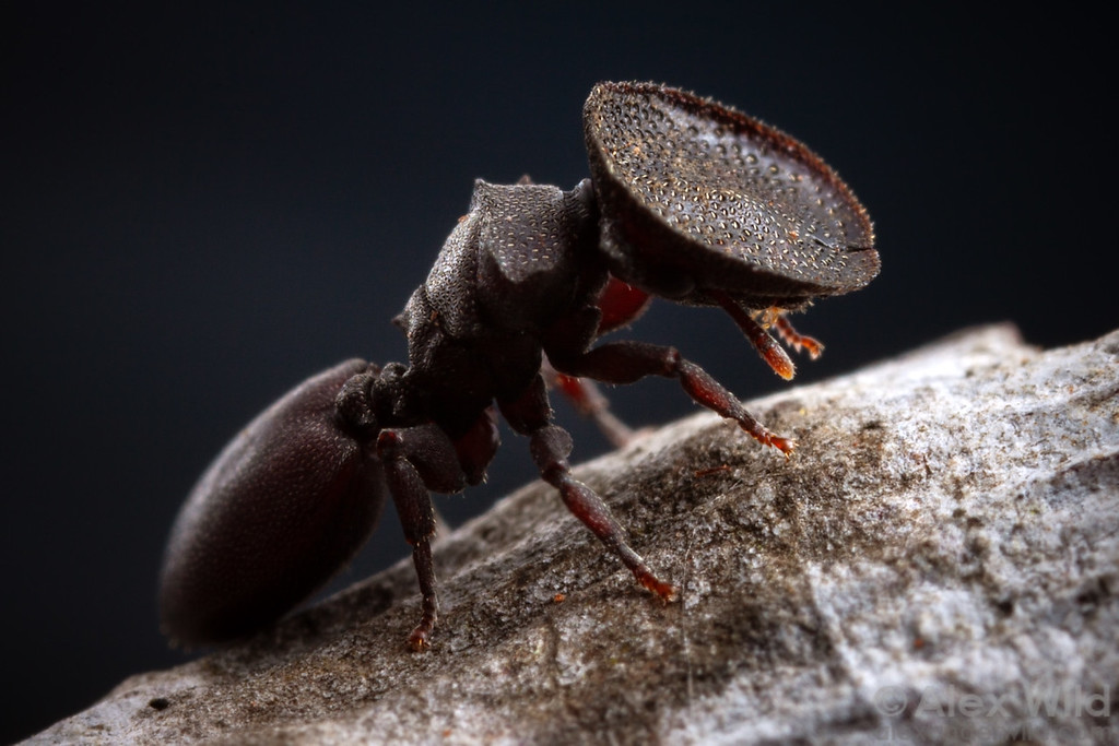 Living Cephalotes varians soldier with a broad shield-shaped head