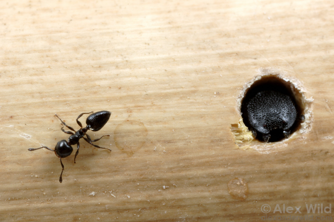 Cephalotes rohweri soldier plugging a nest entrance while a Crematogaster ant stands outside