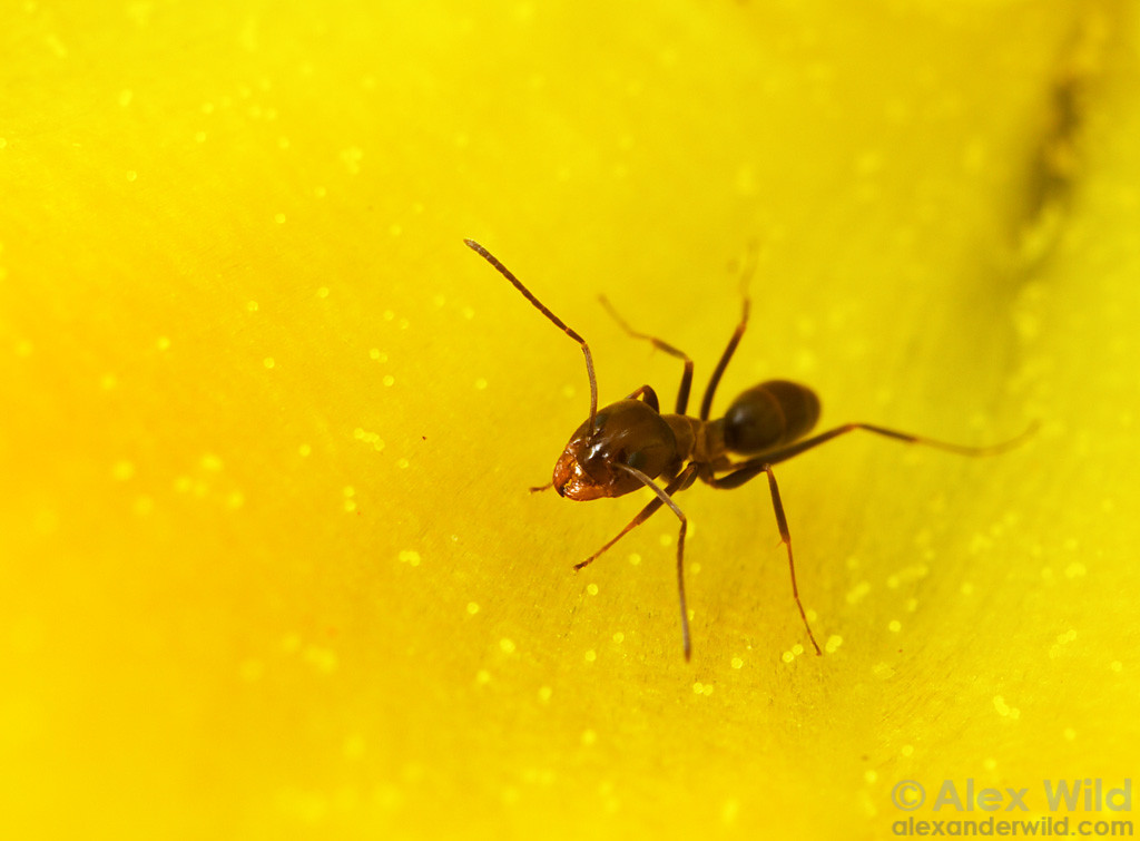 A living Dorymyrmex insanus worker foraging inside a yellow flower