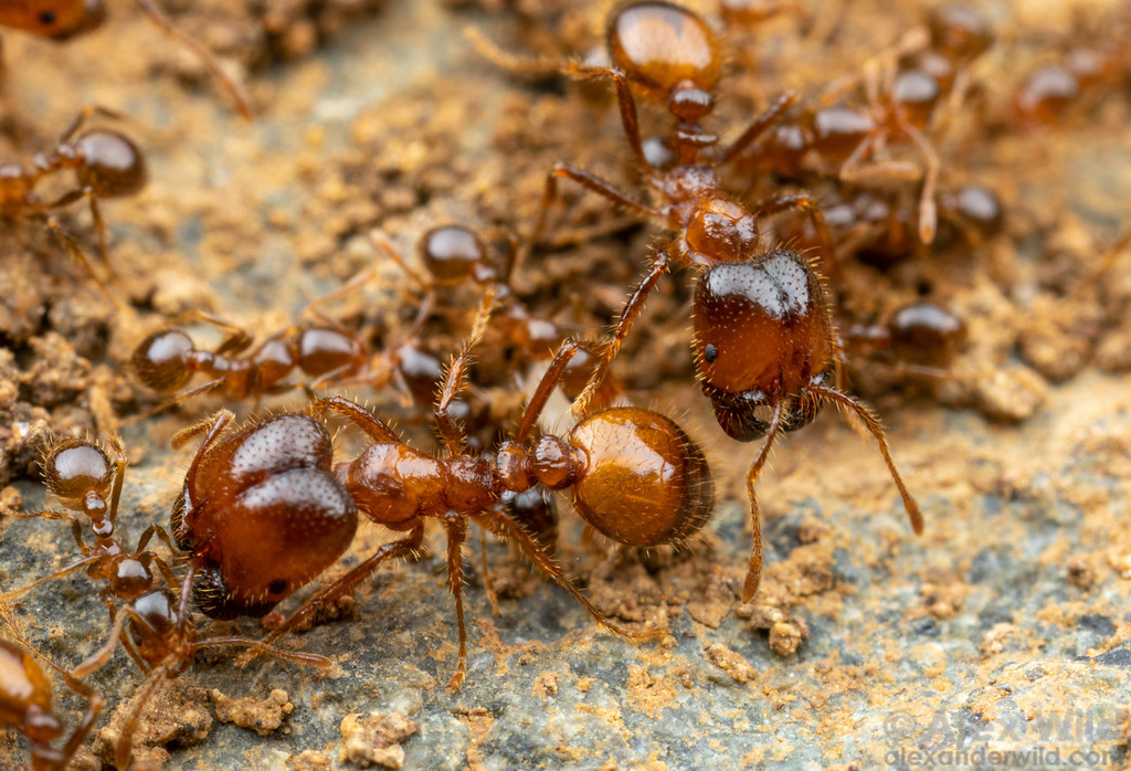 Living tropical fire ants together in one photograph: small workers beside much larger workers with enormous heads