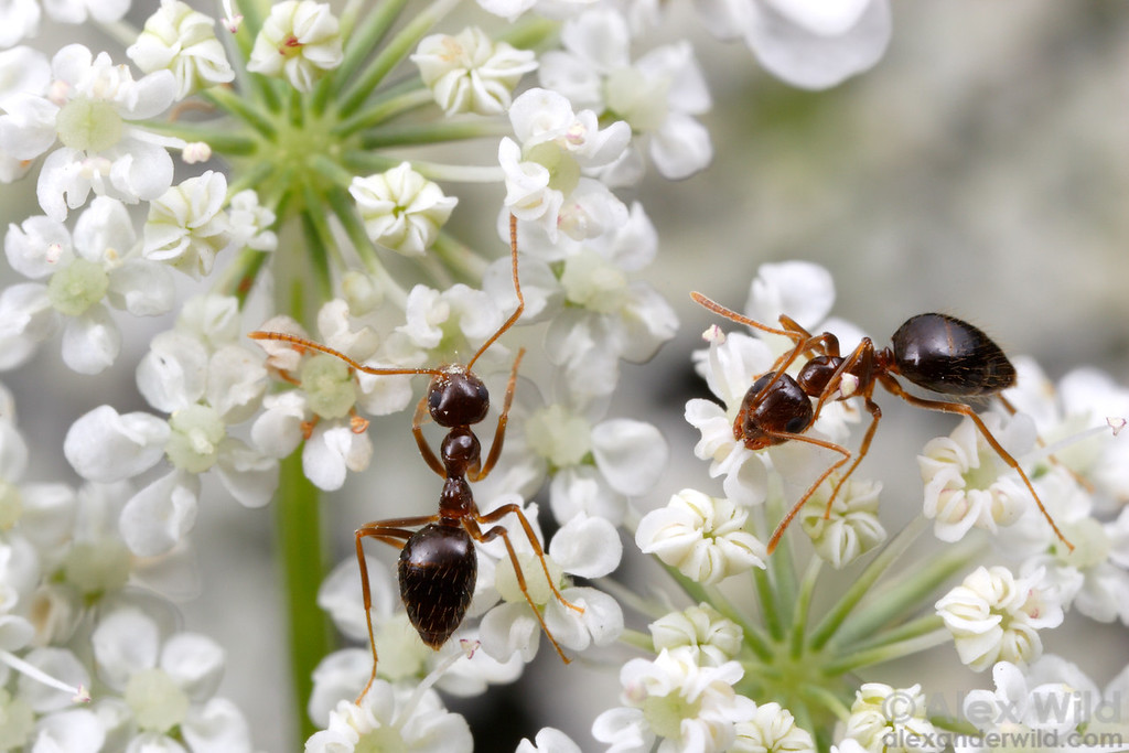 Two Prenolepis imparis winter ants gathering nectar from white flowers