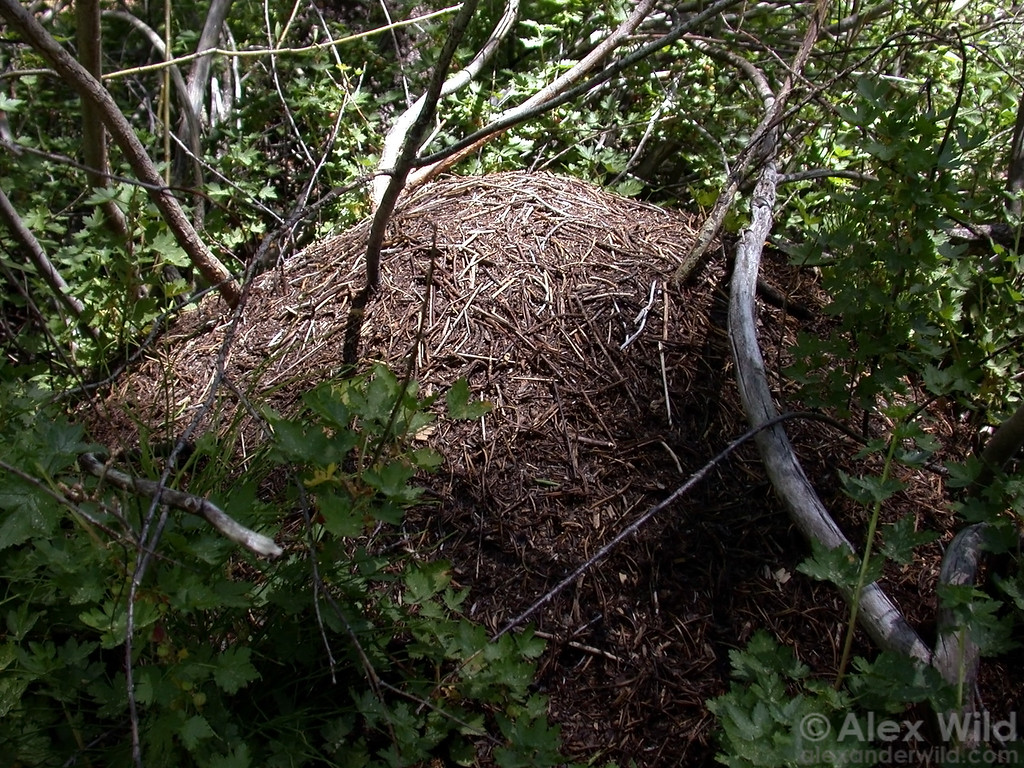 Large Formica obscuripes thatch mound made of needles and plant fragments