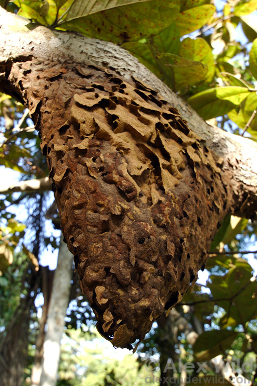 Hanging carton nest of an Azteca trigona-complex species on a tree branch