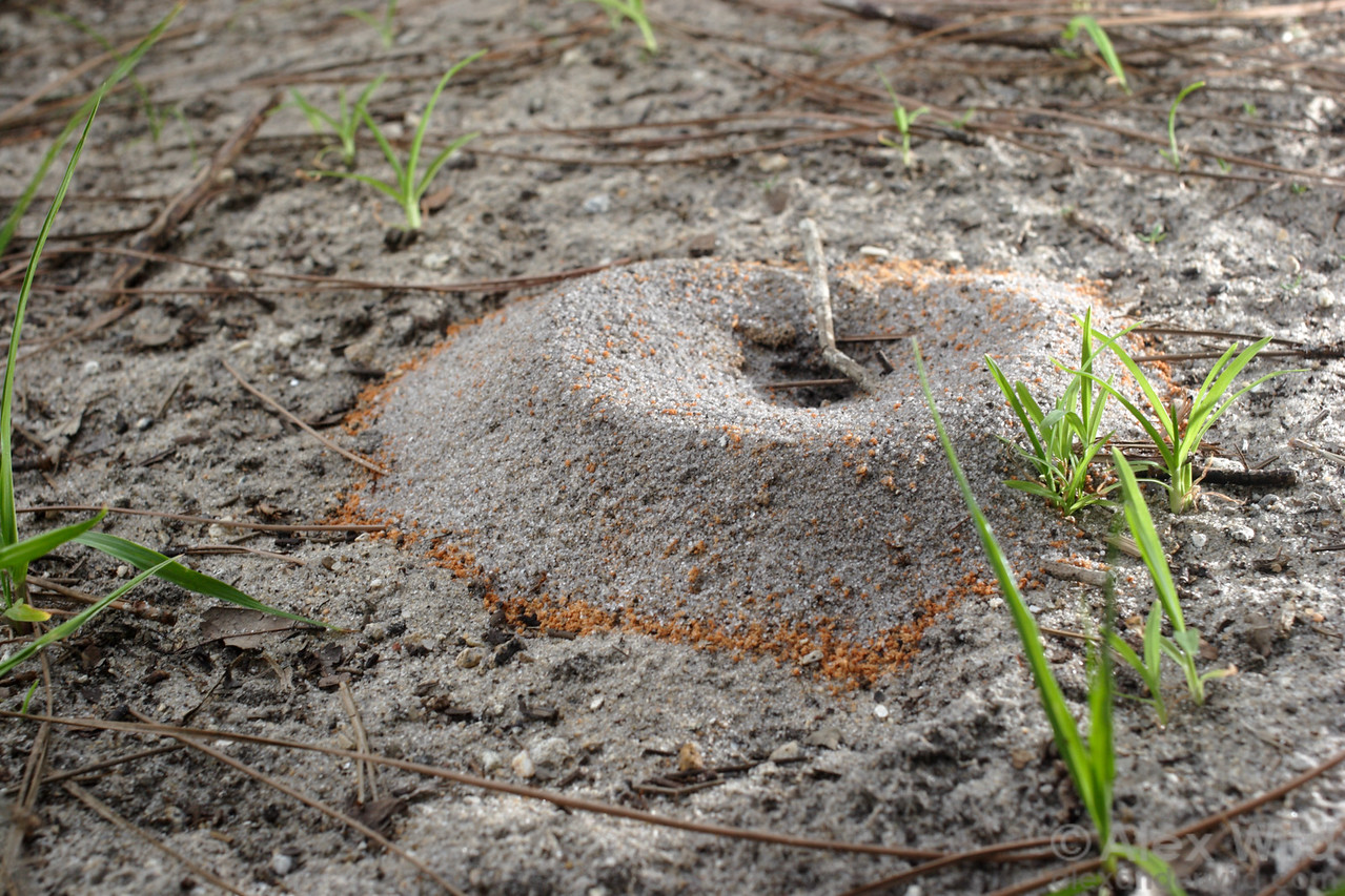 Dorymyrmex nest entrance ringed by soil excavated from different depths