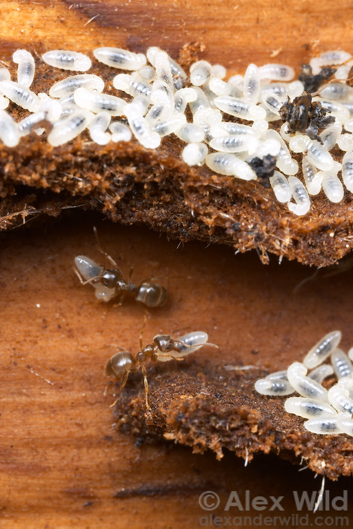 Lasius workers among larvae inside their nest in wood