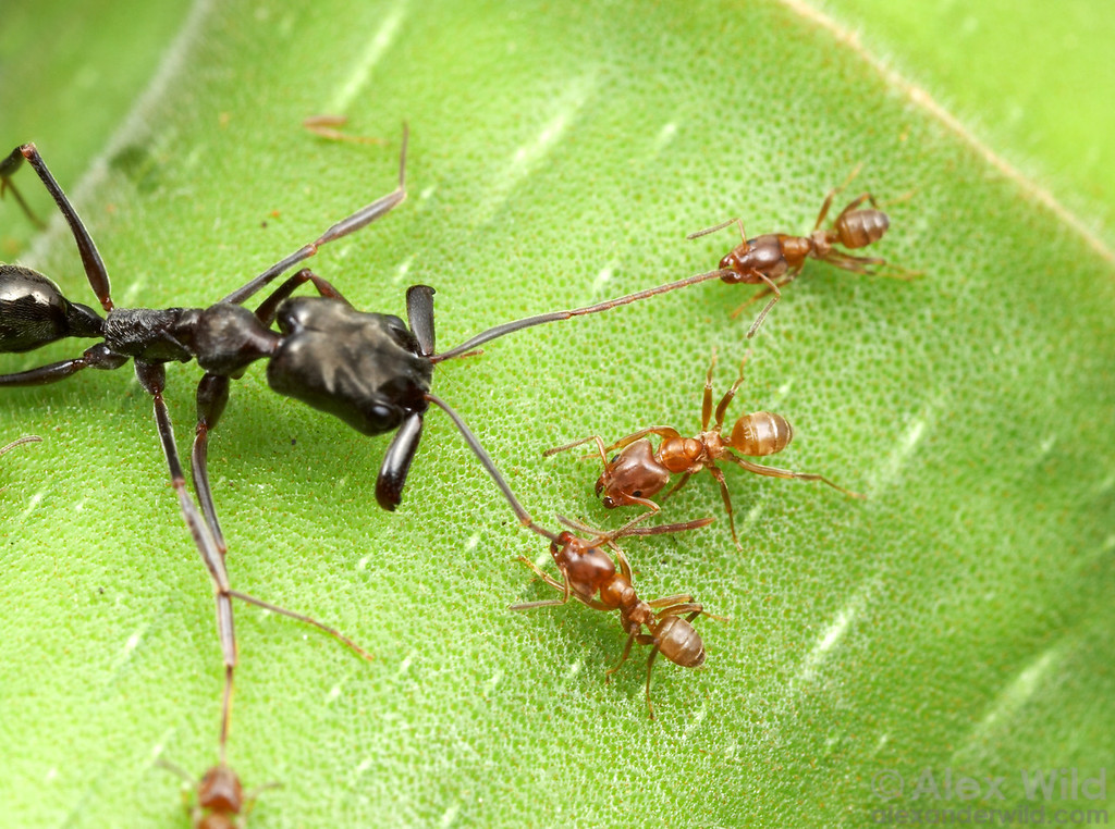 Azteca alfari workers immobilizing an intruding trap-jaw ant on their host tree