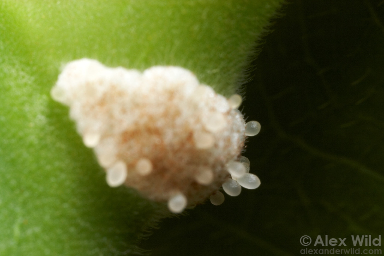 Pale food bodies growing at the base of a Cecropia leaf