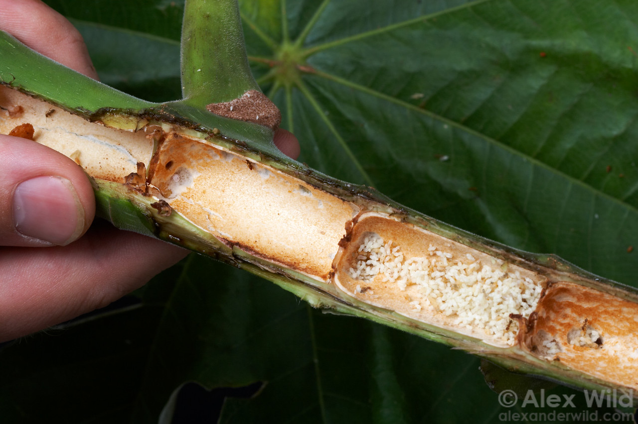 Opened hollow Cecropia stem containing Azteca alfari ants and brood