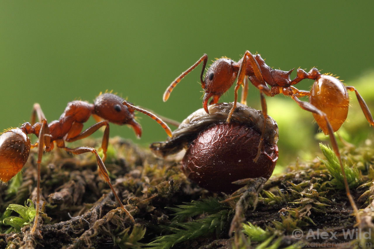 Aphaenogaster ants collecting bloodroot seeds with edible rewards