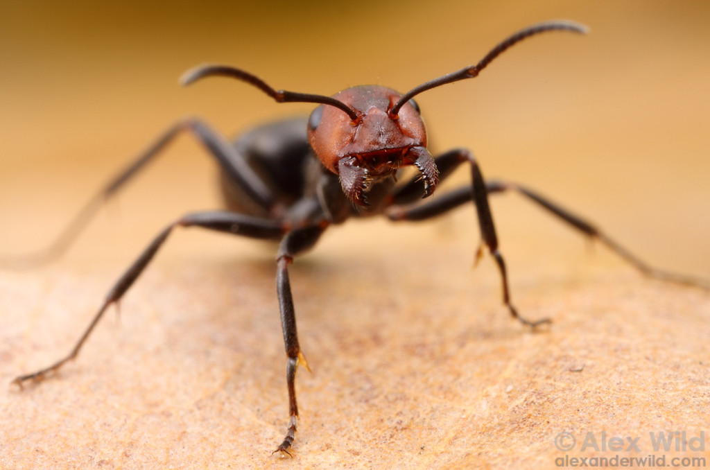 A living Formica obscuripes worker facing the camera