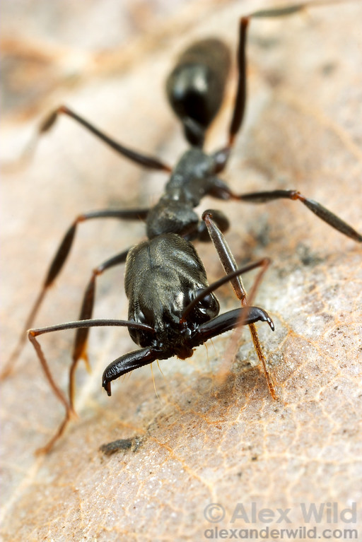 Living trap-jaw worker with long jaws held open