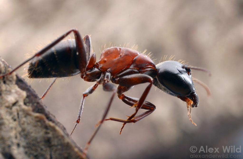 Living red-and-black Camponotus vicinus carpenter ant on wood